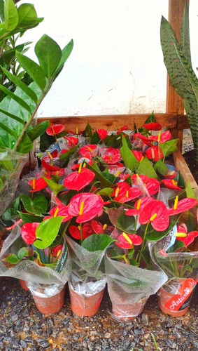 Antúrio Vermelho / Red - 1 Planta Premium Com Flor