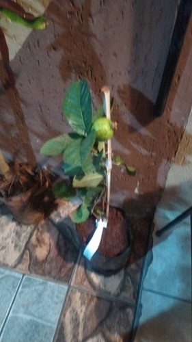 Imagem 2 de 5 de Mudas Frutíferas Enxertada