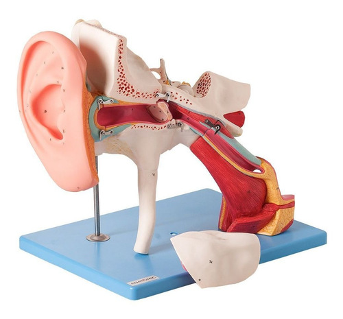 Ouvido Ampliado 4x Clássico Em 8 Partes Modelo Anatomia