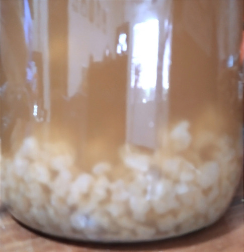 Nódulos De Kefir De Agua Tibicos. Solo Retiro En Persona.
