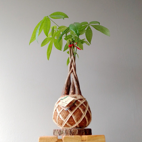 Imagen 1 de 3 de Pachira Acuática O Árbol Del Dinero En Kokedama