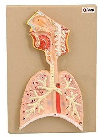 Eisco Laboratorios Humano Modelo Del Sistema Respiratorio, L