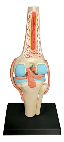 Órganos De Articulación De Rodilla Modelo De Torso Médico Pa