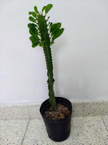 Cactus 2 Unidades Medianos A Elección