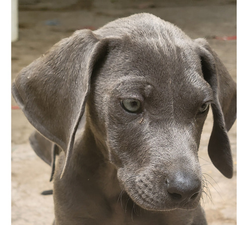 Cachorritos Braco Weimaraner 