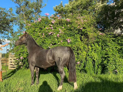 Yegua Criolla Domada