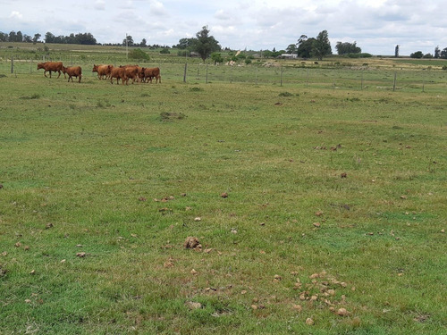 Imagen 9 de 13 de Chacras De 3 Has En Venta En Ruta 40 Kilometro 92.500 A 17 Km De Tala Maravilla De Cañada Chury