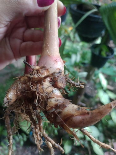 Muda Rizoma De Colônia Zerumbet Alpinia Speciosa