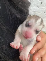 Comprar Husky Siberiano Manto Beige Y Gris