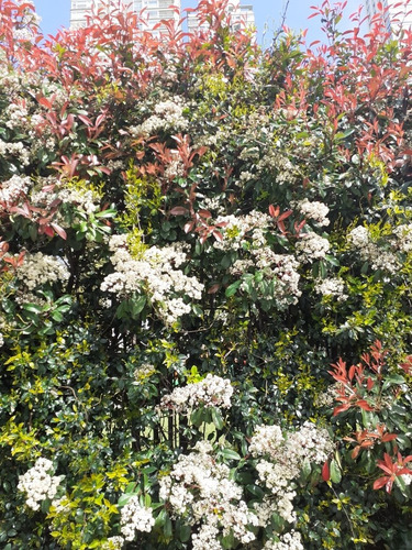Arbusto, Photinia Serratifolia 20lts