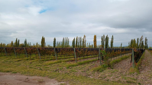 Imagen 3 de 18 de Venta - Finca - Las Paredes, San Rafael