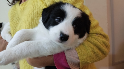 Imagen 2 de 10 de Cachorros Border Collie Negro Y Blanco