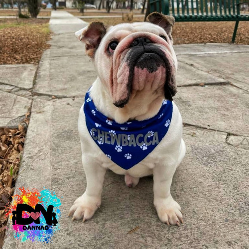 Bandanas Para Tu Mascota