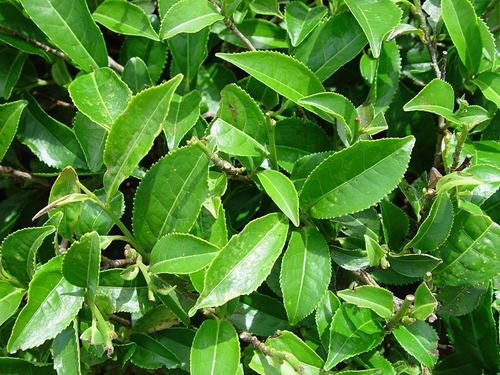 Plantas De Te Verde  Camellia Sinensis 10-15cm