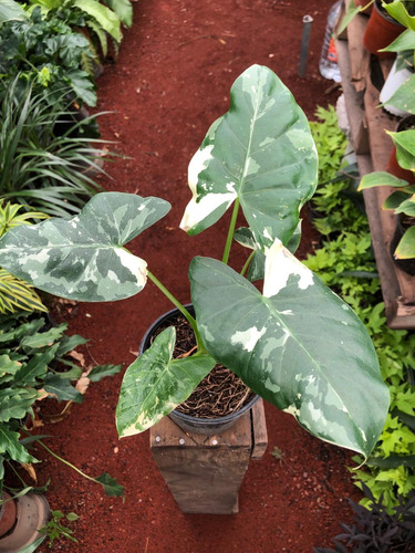 Alocasia Variegada 