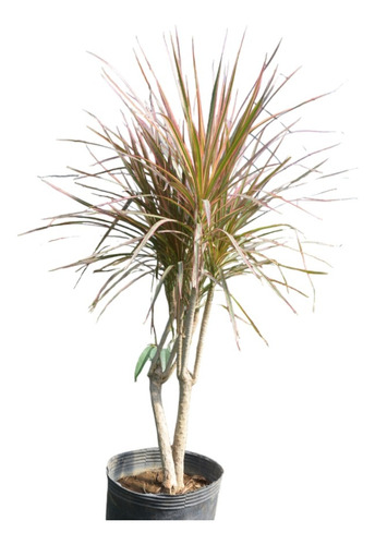 Palmera Dracena Marginata Tricolor En Envase De 10 Litros