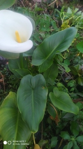 Calas Blancas En Flor. Grandes | Cuotas sin interés