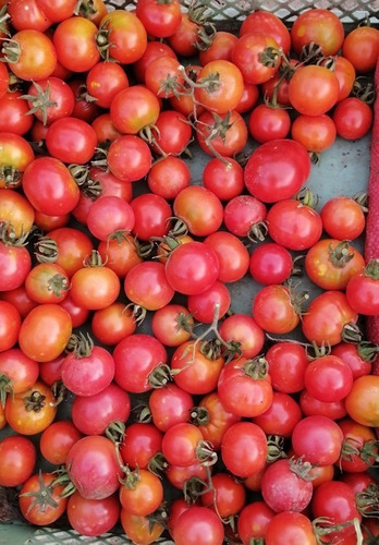 250 Semillas Tomate Cherry Rosado Y Rojo Prosperidad