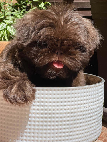 Cachorros Shih Tzu Color Chocolate Con Microchip.