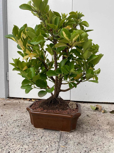 Bonsai De Ebonimus Variegado