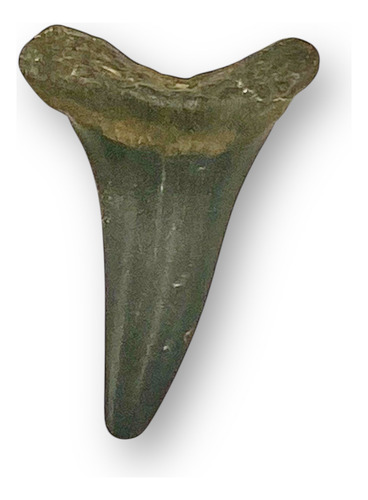 Fósil Gasterópodo (caracol) Y Fósil Diente De Tiburón Kaki Y Gris Negro (Usado)