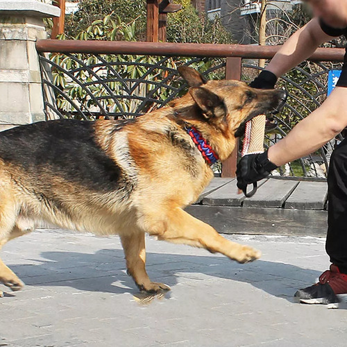 Juguete De Entrenamiento Para Perros Con 2 Asas, Mordedor Gr