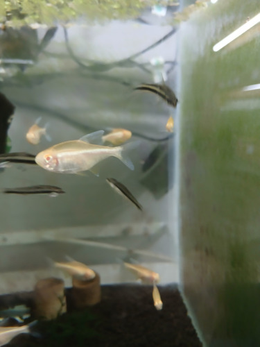 Tetra Neon Negro Albino ( H. Herbertaxelrodi ) Pact C/ 5 Branco