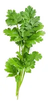 Comprar Semillas De Cilantro Apto Huerta\u002Fhidroponia (100 Semillas) 
