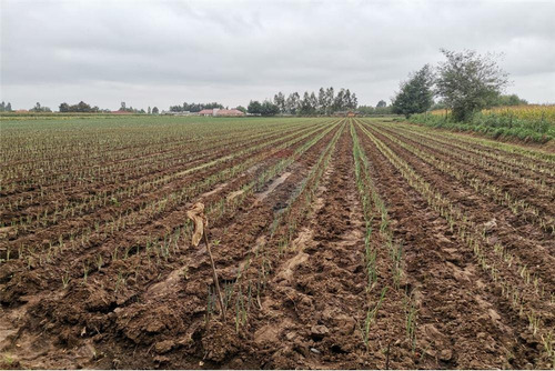 Imagen 10 de 14 de Vendo 1 Hectárea (10.000 Mt2) En Pelarco -talca