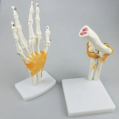 Modelo De Anatomía Humana De La Articulación Del Hombro Con