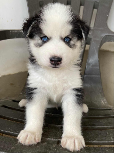 Cachorro Husky Siberiano