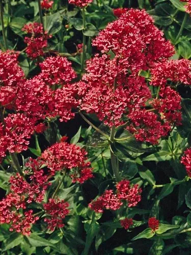 comprar Oferta!! 50 Semillas Valeriana Roja 
