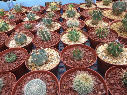 Cactus De Coleccion En Maceta De 15 Cm