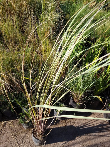 Paspalum Haumanni - Planta Gramínea Pleno Sol - Maceta 4 Lts