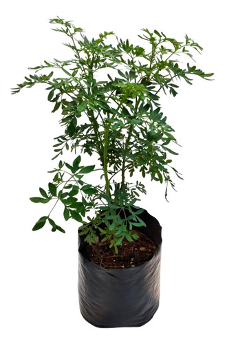 Planta Para Que Sirve El Te Ruda