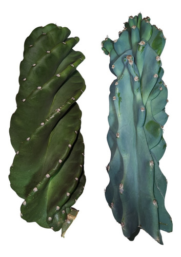 Kit Estaca Cacto Parafuso E Cacto Monstro Azul
