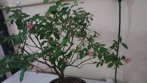 Bonsai De Malphiglia Global De Más De 10 Años