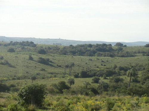 Campo En Venta En Las Cañas