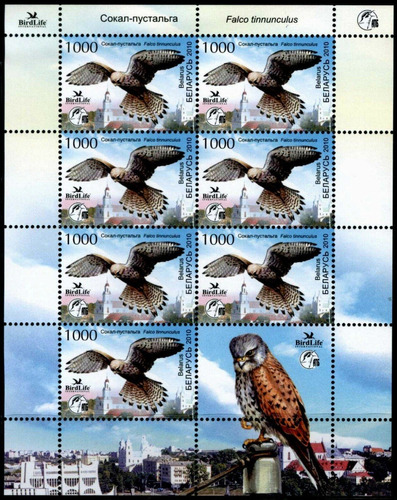 Fauna - Aves - Bielorrusia 2010 - Hojita Mint