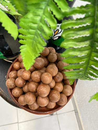 Nuez De Macadamia Con Cascara 5 Kg