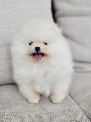 Pomerania Cachorros (pedigree Internacional)