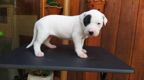 Filhote De Dogo Argentino 31 Dias