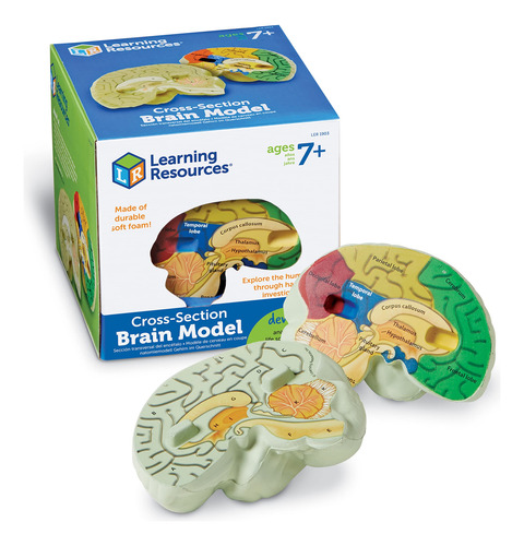 Recursos De Aprendizagem Do Modelo Cerebral, Seção Transvers
