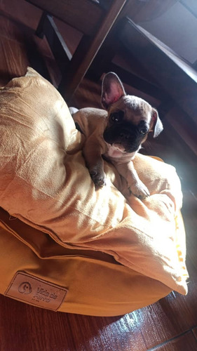 Cachorro Bulldog Francés