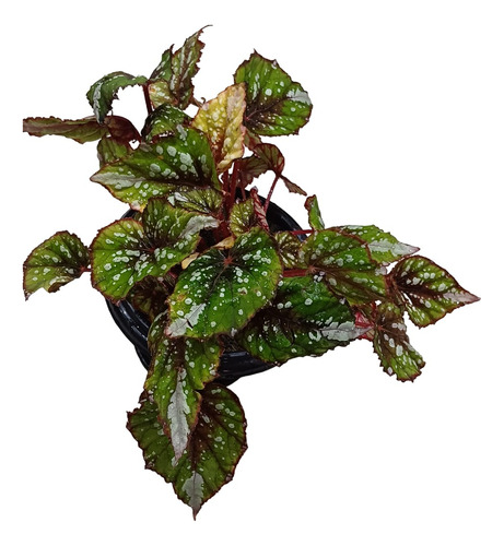 Planta De Interior Begonia