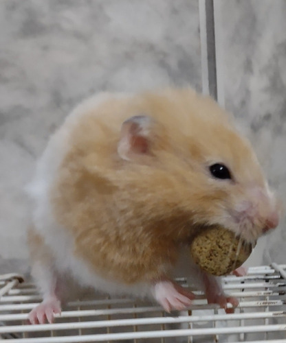 Hamster Sírios