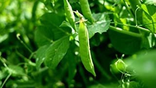 Guisantes De Jardín  Green Arrow , 50 + Semillas De Seda Pre