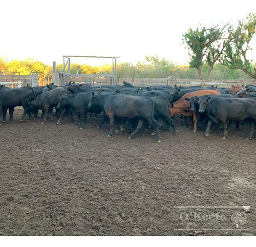 Campo De Cría/recría 74.000 Has. Para 8800 Madres, Armado En Mendoza