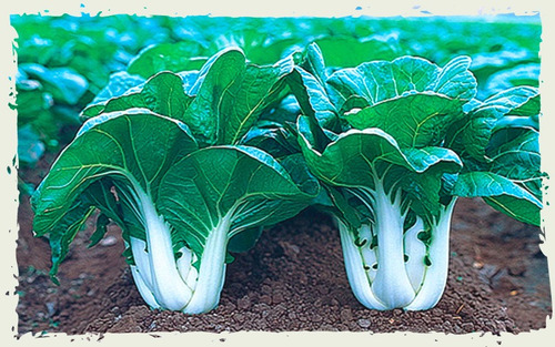Bokchoi/ Pakchoi/ Semillas Orgánicas!!!