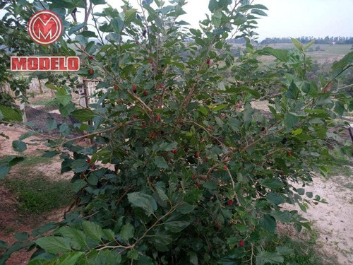 Imagem 7 de 29 de Chácara Com 3 Dormitórios À Venda, 600 M² Por R$ 280.000 - Centro (ártemis) - Piracicaba/sp - Ch0228